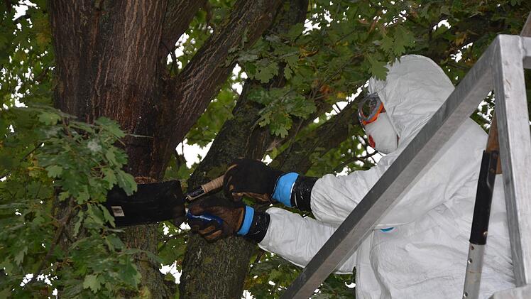 Erst werden die Nester abgekratzt, dann die Reste abgefackelt.  Fotos: Bernhard Panzer