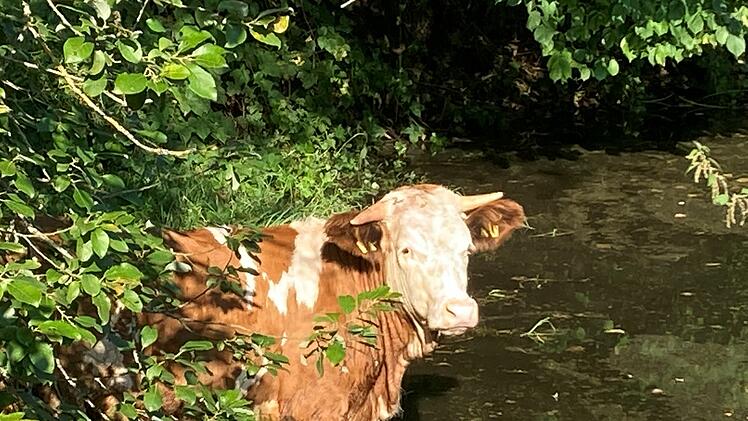Rind auf Abwegen