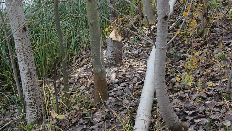 Foto: Simone Bastian