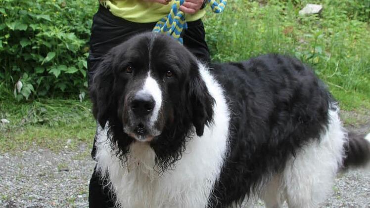 Die Chefin der Tierfreunde Stadtsteinach, Gela Zapf, freute sich über den guten Anklang bei den Vorführungen.