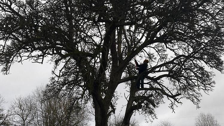 Stefan Henz bei einer Reiser-Entnahme.