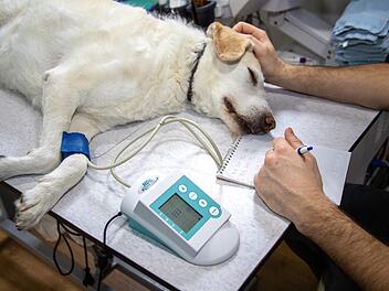 Hundemalaria breitet sich aus: Ansteckung kann tödlich enden - so schützt du deinen Hund