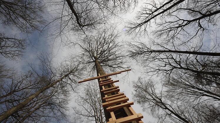 Das Konzept des Waldes für die Seele verträgt sich aus Sicht der Initiatoren von der Stiftung Bewusstseinswissenschaften aus ethischen Gründen nicht mit Jagdausübung dort. Deshalb liegt die Stiftung im Streit mit der Stadt. Foto: Siegfried Farkas