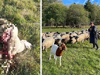 Mutma&szlig;licher Wolfsangriff in Oberelsbach: Sch&auml;fer bietet sich bei Herdensuche grausames Bild