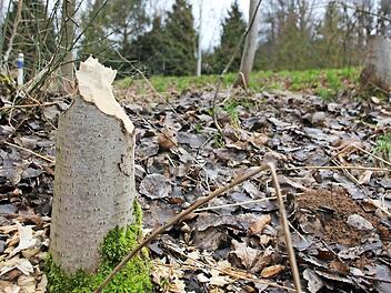 Im Winter sind die Spuren eines Jungbibers in Form gefällter Bäume gut zu erkennen, wie hier auf Höhe der Zufahrt zum Hafu-Markt. Das Tier hat sich am Lollbach niedergelassen, weil die Reviere in der Saale bereits alle besetzt sind. Fotos: Benedikt Borst