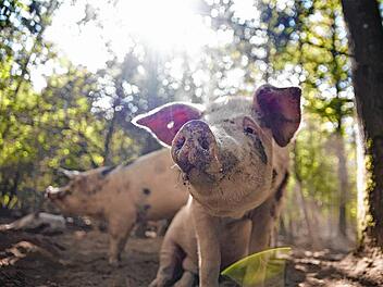 gro_Eichelschwein (20)