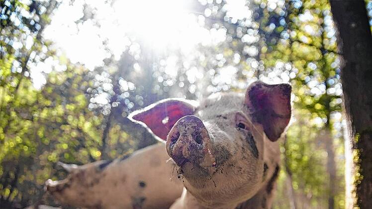 gro_Eichelschwein (20)