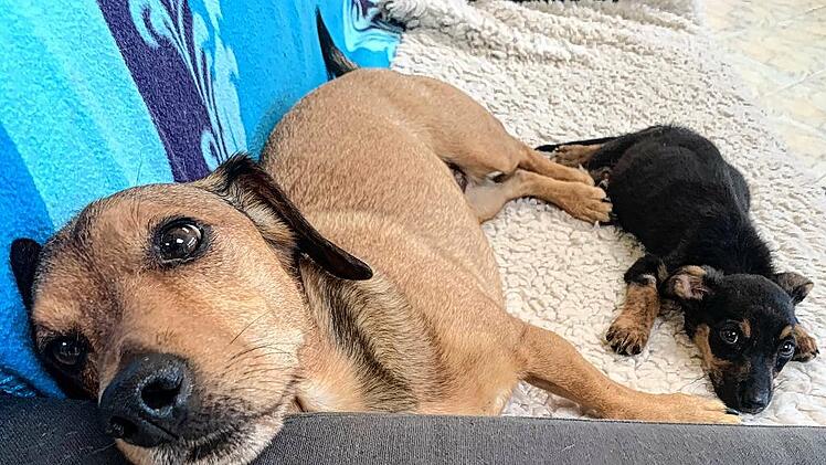 sia foto joan walther (1)