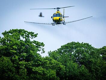 Bek&auml;mpfung Eichenprozessionsspinner