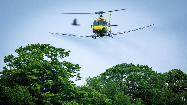 Bek&auml;mpfung Eichenprozessionsspinner