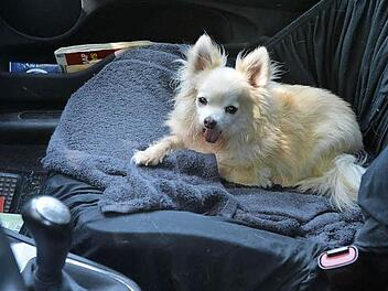 Hundehalter sollten wissen: Bei höheren Temperaturen darf der Hund nie im Auto eingesperrt sein. Foto: Ronald Rinklef
