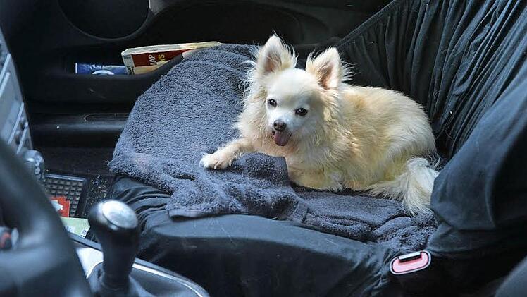 Hundehalter sollten wissen: Bei höheren Temperaturen darf der Hund nie im Auto eingesperrt sein. Foto: Ronald Rinklef