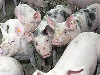 Ein Zyklus von der Geburt über die Mästung der Schweine bis zur Schlachtung der Tiere erstreckt sich über etwa ein Jahr.  Foto: BBV/S. Kessel