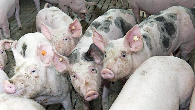 Ein Zyklus von der Geburt über die Mästung der Schweine bis zur Schlachtung der Tiere erstreckt sich über etwa ein Jahr.  Foto: BBV/S. Kessel