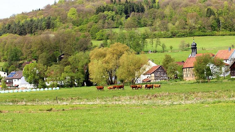 Die Rinder auf den Weideflächen zwischen Wernarz und Rupboden fühlen sich sichtlich wohl.  Foto: Julia Raab