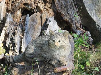 Schwer zu fotografieren: Wildkatzen sind gut getarnt, scheu und nachtaktiv - daher zeigt das Foto ein Präparat eines großen männlichen Tieres aus der Sammlung der Jagdschule Hammelburg. Foto: Julia Raab