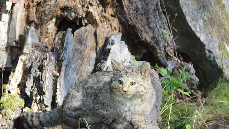 Schwer zu fotografieren: Wildkatzen sind gut getarnt, scheu und nachtaktiv - daher zeigt das Foto ein Präparat eines großen männlichen Tieres aus der Sammlung der Jagdschule Hammelburg. Foto: Julia Raab