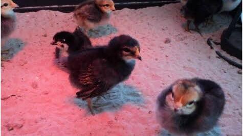 Küken-Alarm! Die kleinen Federknäuel haben es gerne warm, deshalb haben die Kinder eine Wärmelampe über dem Stall angebracht. Foto: Sarah Schmitt