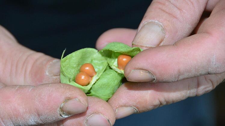 Die Früchte der Pimpernuss reifen in einer grünen Kapsel heran und klappern hörbar, wenn sie reif sind. Foto: Dagmar Besand
