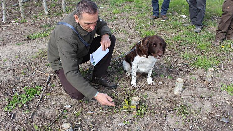 Ein geernteter Energiewald mit neuen Austrieben. Im Bild Förster Gerhard Hofmann  Foto: Evi Seeger