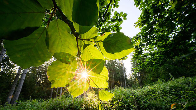 Bis zu 37 Grad soll es laut dem ICON-Wettermodell in Franken werden k&ouml;nnen.