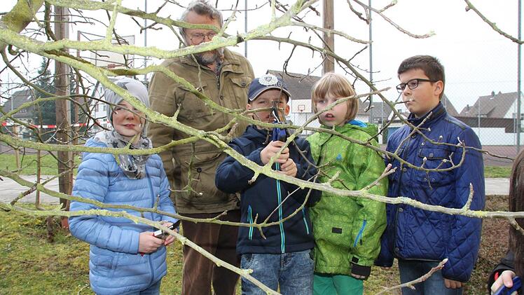 Obstbäume schneiden mit Kreisfachberater Friedhelm Haun Foto: Anna-Lena Deuerling
