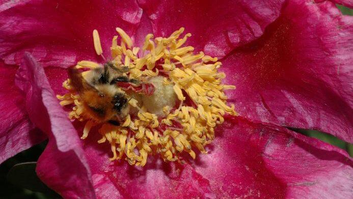 Bei Pfingstrosen handelt es sich um Pollenblumen. Es werden große Mengen von Blütenstaub gebildet, der bei Insekten begehrt ist. (Dsc-0820)