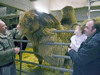 Die kleine Lujain hat keine Angst vor großen Tieren wie dem Kamelhengst Bullwei. Und anders als ihr Papa Robin Frank (rechts) und Georg Werner macht sie sich auch noch keine Sorgen, wie es weiter gehen soll mit dem "Circus Henry" und seinen Tieren. Foto: Rainer Lutz