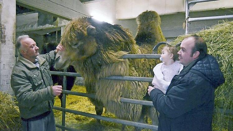 Die kleine Lujain hat keine Angst vor großen Tieren wie dem Kamelhengst Bullwei. Und anders als ihr Papa Robin Frank (rechts) und Georg Werner macht sie sich auch noch keine Sorgen, wie es weiter gehen soll mit dem "Circus Henry" und seinen Tieren. Foto: Rainer Lutz