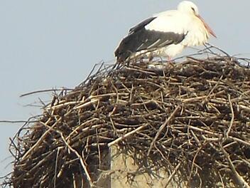 Der Storch Ebermar hat in Ebermannstadt Quartier bezogen. Foto: Vogler