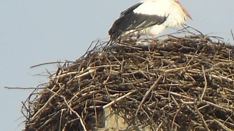 Der Storch Ebermar hat in Ebermannstadt Quartier bezogen. Foto: Vogler