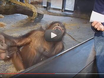 Quelle: Youtube / Dan Zaleski