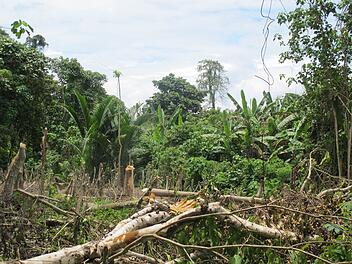 Dschungel in Papua-Neuguinea