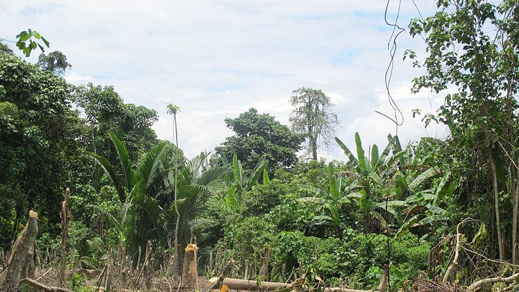 Dschungel in Papua-Neuguinea
