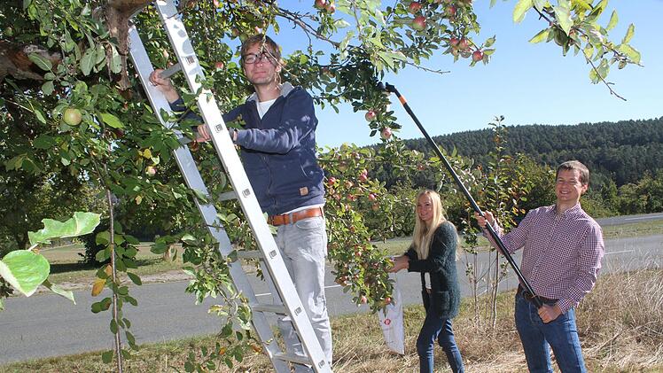 Tim Reich (31) klettert auf die Leiter, Kathrin Hain (32) und Tim Pistor (32) ernten die unteren &Auml;ste des Apfelbaumes ab. Innerhalb weniger Minuten sind die Taschen gef&uuml;llt. Die &Auml;pfel sollen gepresst und zu Apfelsaft verarbeitet werden - und den bekommt die Kulmbacher "Tafel".S. Adam