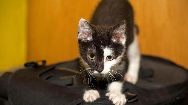 Ein kleines K&auml;tzchen, das im Katzenhaus der Tierschutzinitiative Ha&szlig;berge in Oberschwappach untergekommen ist. Ein echtes Tierheim gibt es im Landkreis Ha&szlig;berge aber immer noch nicht. Foto: Schlicht/schLichtspiel.de