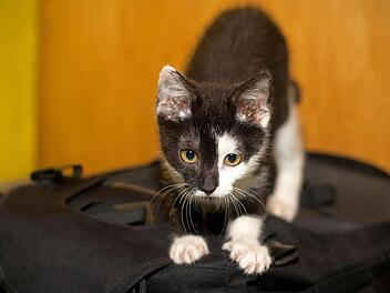 Ein kleines K&auml;tzchen, das im Katzenhaus der Tierschutzinitiative Ha&szlig;berge in Oberschwappach untergekommen ist. Ein echtes Tierheim gibt es im Landkreis Ha&szlig;berge aber immer noch nicht. Foto: Schlicht/schLichtspiel.de