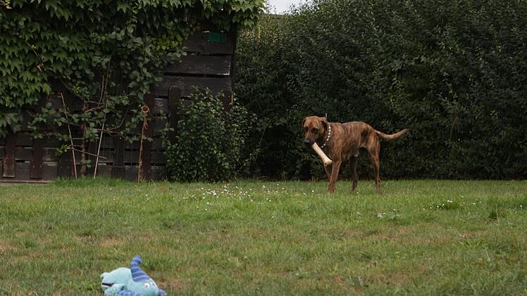 Barbosso ist mittlerweile ein verspielter Hund.    Foto: Yannick Hupfer