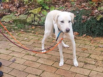 Tierheim Bamberg: Warum will niemand Hund Marlo?