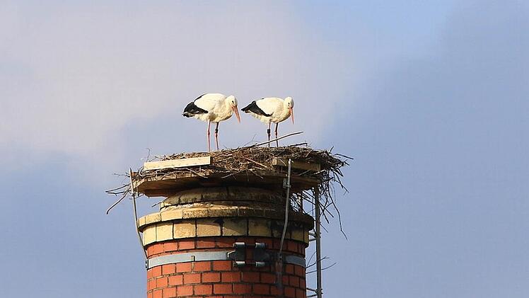 Störche in Rossach Foto: Hans-Peter Schönecker