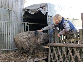 Reichlich Weintrauben haben geholfen, "Odin" den Transportanhänger schmackhaft zu machen. In dem ist das handzahme Wildschwein von dem alten Bauernhof in Neuwirtshaus in den Wildpark Schollbrunn in den Spessart umgezogen. Eineinhalb Jahre hatten Förster Tobias Wallrapp und seine Lebensgefährtin Diana Krämer der Sau Asyl in einem ausrangierten Hühnerstall gewährt. Foto: Tobias Wallrapp