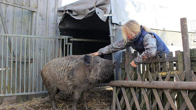 Reichlich Weintrauben haben geholfen, "Odin" den Transportanhänger schmackhaft zu machen. In dem ist das handzahme Wildschwein von dem alten Bauernhof in Neuwirtshaus in den Wildpark Schollbrunn in den Spessart umgezogen. Eineinhalb Jahre hatten Förster Tobias Wallrapp und seine Lebensgefährtin Diana Krämer der Sau Asyl in einem ausrangierten Hühnerstall gewährt. Foto: Tobias Wallrapp