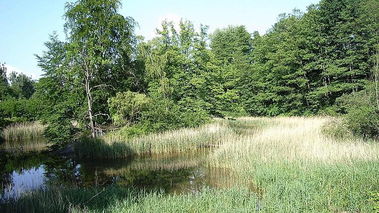 Die Teiche im Callenberger Forst: Die Herzogliche Forstverwaltung hat zugesagt, hier wieder Lebensraum für den Kammmolch zu schaffen.