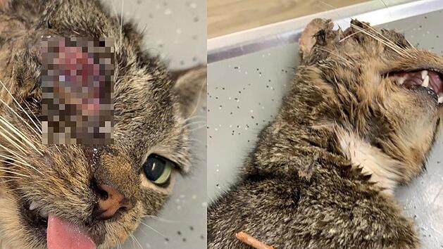 Unbekannte haben einen Holzstock oder -stab durch den Schädel und den Kiefer einer Katze gerammt. Trotz aller Bemühungen überlebte das Tier die Attacke nicht. Fotos: Tierheim Detmold/Facebook