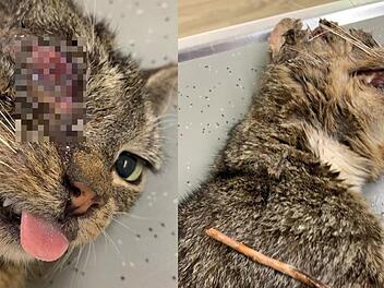 Unbekannte haben einen Holzstock oder -stab durch den Sch&auml;del und den Kiefer einer Katze gerammt. Trotz aller Bem&uuml;hungen &uuml;berlebte das Tier die Attacke nicht. Fotos: Tierheim Detmold/Facebook