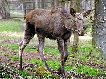 Wie soll das Elchmädchen heißen? Vorschläge können per E-Mail ans Coburger Tageblatt geschickt werden! Fotos: Bettina Knauth