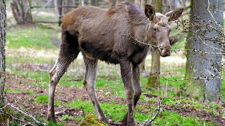 Wie soll das Elchmädchen heißen? Vorschläge können per E-Mail ans Coburger Tageblatt geschickt werden! Fotos: Bettina Knauth
