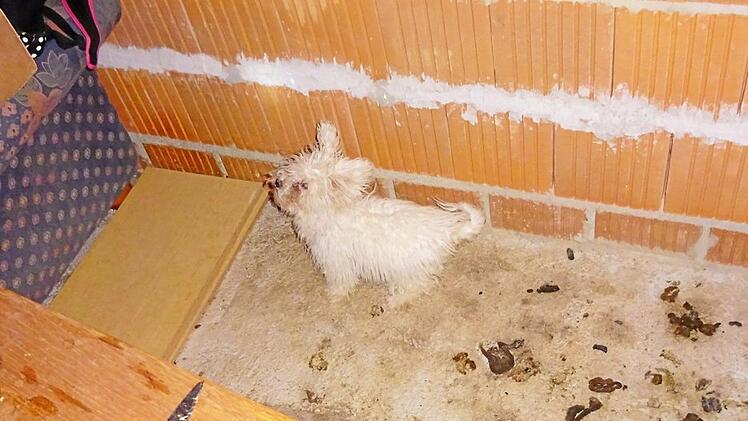 Der Hund musste ohne Fressen und Trinken in seinem eigenen Kot hausen. Foto: Polizei Grafenau
