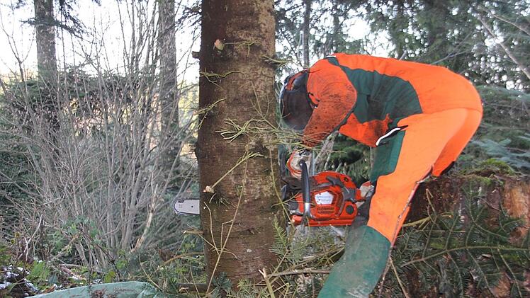 Die Tanne wird abgesägt.Veronika Schadeck