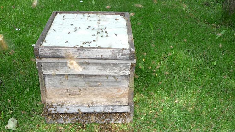 Biene für Biene zieht sich in die Holzkiste zurück.